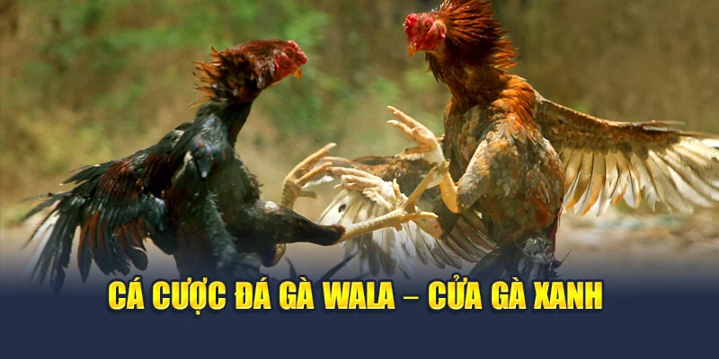 Cá Cược Đá Gà Trực Tuyến – Đam Mê Không Giới Hạn Tại 78WIN 5 Cá cược đá gà Wala – cửa gà xanh